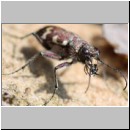 Cicindela hybrida - Duenen-Sandlaufkaefer 20c Sandgrube Niedringhaussee.jpg